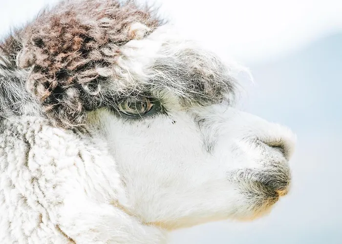 Alpacas Off Grid - House Truck