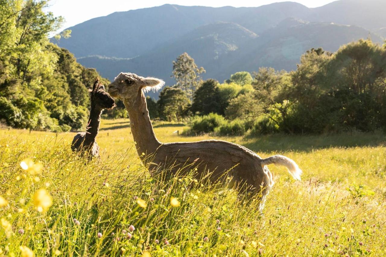 Campsite Alpacas Off Grid - House Truck *