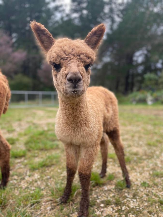 Alpacas Off Grid - House Truck *