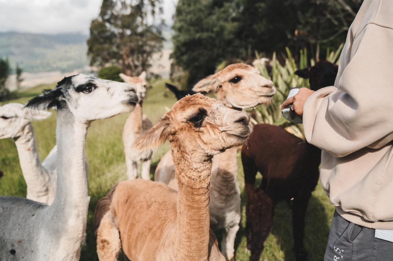 Campsite Alpacas Off Grid - House Truck *