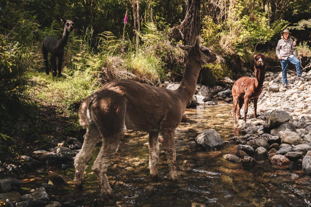 Alpacas Off Grid - House Truck * Takaka