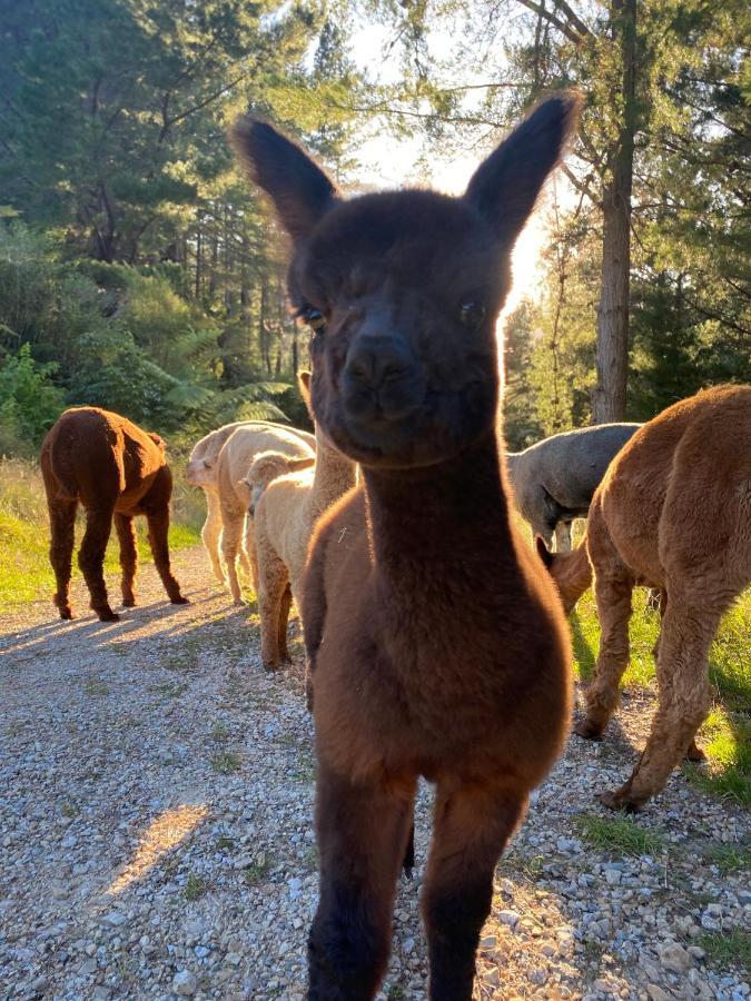 Alpacas Off Grid - House Truck Campsite *