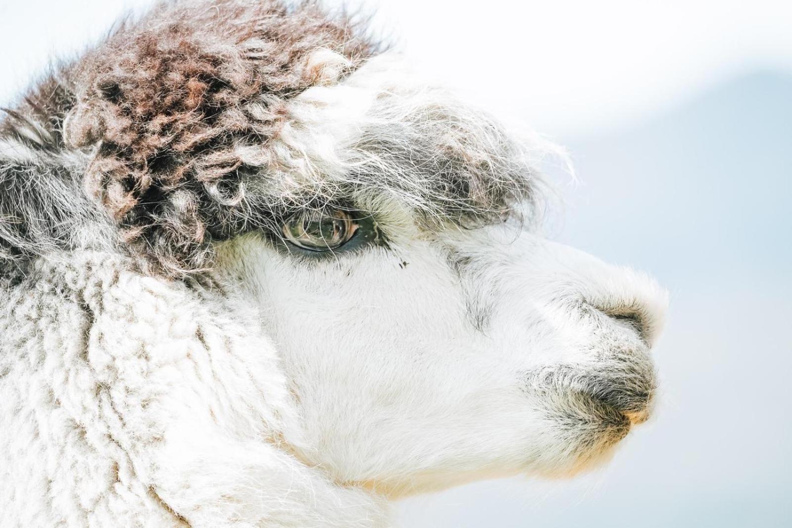 Alpacas Off Grid - House Truck *